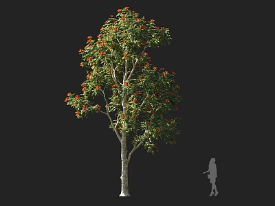 Tall Arbor With Green Leaves Orange Flowers And White Trunk Near Human Silhouette 3d model
