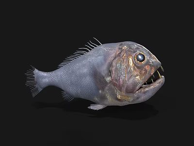 Deep Sea Aquatic Animal Fish With Large Eyes Sharp Teeth And Unique Grey Body 3d model