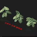 Taijiao Taro Flowering Plants With Green Variegated Leaves As Ornamental Houseplants