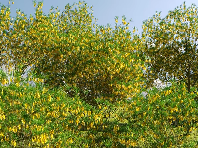 Tall Arbor Trees With Yellow Flowers And Lush Green Leaves Against Blue Sky 3d model