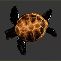 Sea Turtle With Orange And Black Patterned Shell Dark Head Limbs And Gray Background 3d model