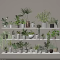 Potted Plants on Multiple Shelves with Various Green Foliage and Different Pots for Indoor Decoration