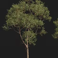Desert Tree Tropical Tree Tropical Tree Preset 3d model