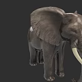 Realistic Gray Elephant With Large Ears And Long White Tusks Standing