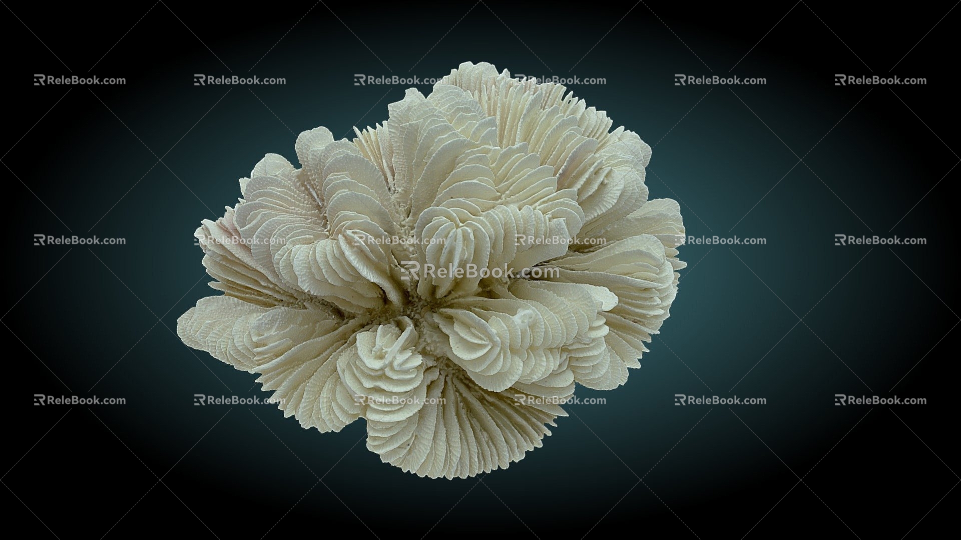 Modern Coral 3d model