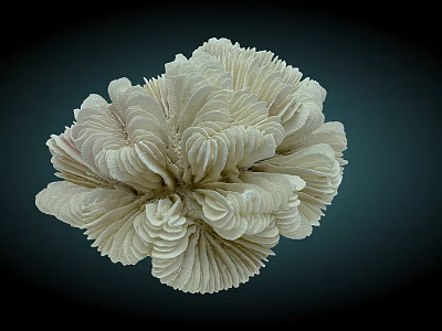 White Ruffled Flower Like Coral Aquatic Animal With Delicate Structure On Dark Background 3d model