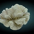 White Ruffled Flower Like Coral Aquatic Animal With Delicate Structure On Dark Background
