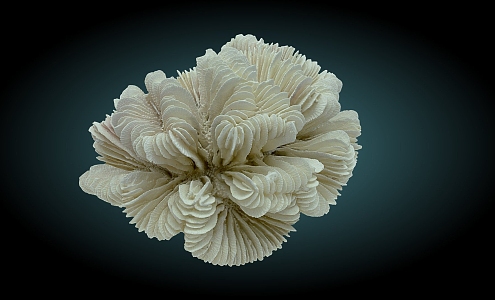 Modern Coral 3d model