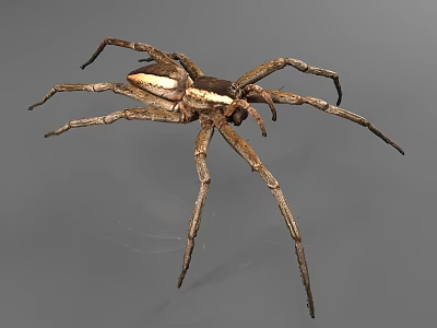 Brown Reptile With Light Striped Body And Long Legs On Gray Background 3d model