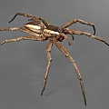 Brown Reptile With Light Striped Body And Long Legs On Gray Background