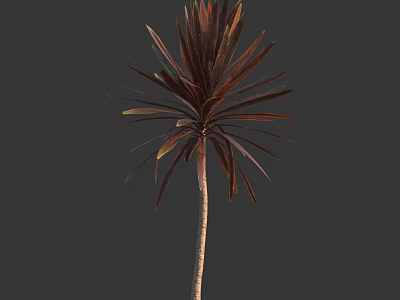 Tall Tropical Tree With Dark Red Long Leaves And Slender Trunk 3d model