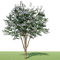 Tall Arbor Featuring Green Leaves Purple Flowers And Natural Shadow On Grass