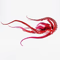 Vibrant Red And Pink Aquatic Animal Octopus With Long Tentacles And Suckers On White Background