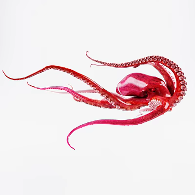 Modern Octopus 3d model