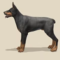 Doberman Pinscher Standing Alert In Profile With Black And Tan Coat Ears Perked