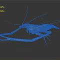 Long Armed Shrimp With Orange Green Body And Antennae On Dark Reflective Surface