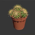 Healthy Green Potted Cactus Plant With Spines In Brown Plastic Pot