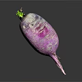 Fresh Purple Radish with Pink Stripes and Green Leaves on Top Against Dark Background