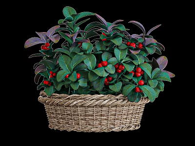 Decorative Woven Basket With Green Purple Leaves And Red Berries Plant 3d model