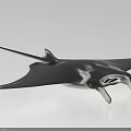Manta Ray Aquatic Animal With Black And White Body Wide Pectoral Fins And Cephalic Lobes