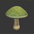 Fresh Green Mushroom with Vibrant Cap and Light Colored Stem as Edible Food