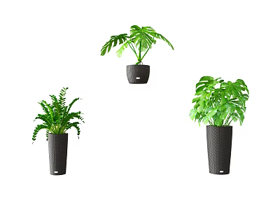 Bonsai Potted Plants with Various Leaf Types in Black Decorative Pots 3d model
