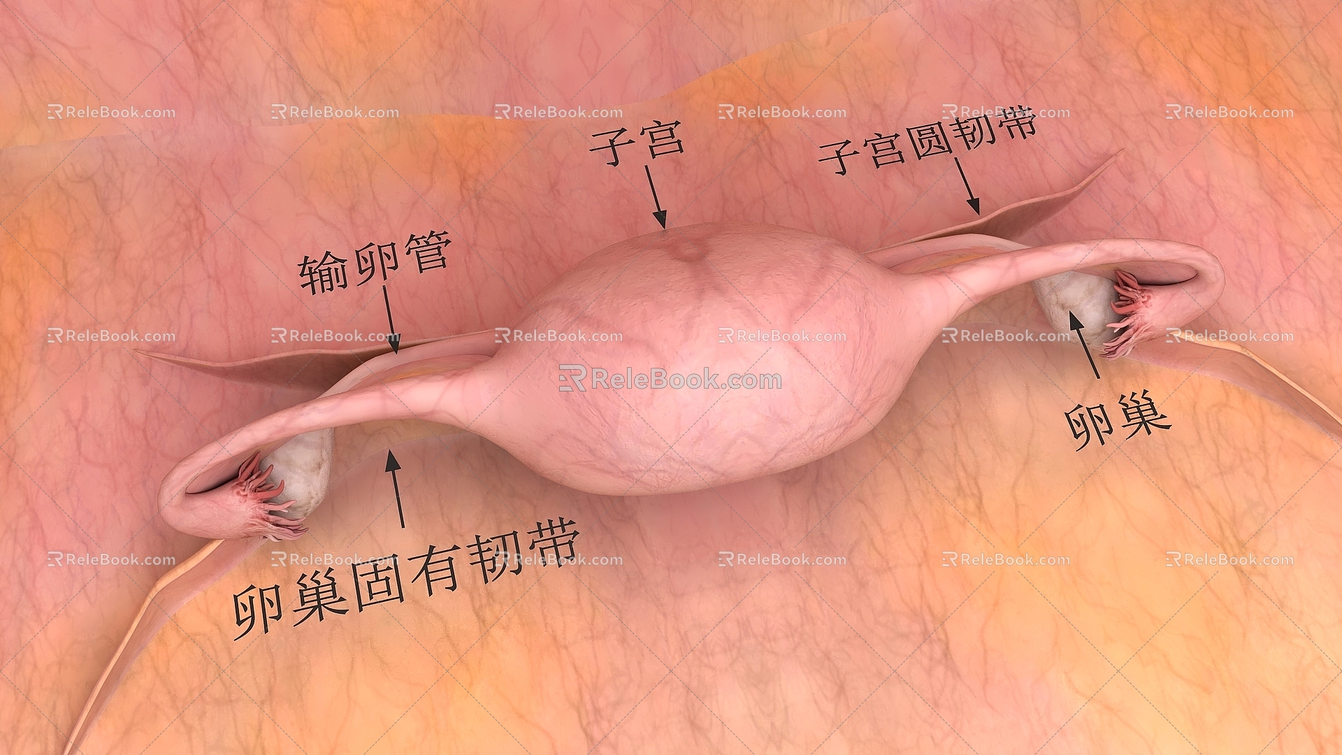 Structure diagram of the female uterus of human organs 3d model