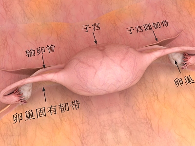 Structure diagram of the female uterus of human organs 3d model