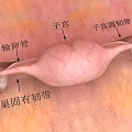 Structure diagram of the female uterus of human organs 3d model