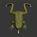 Realistic Green Reptile With Extended Tongue On Dark Reflective Background