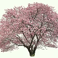 Blooming Tree with Pink Flowers and Wide Spreading Branches in Full Bloom