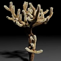 Unique Branching Succulent Plant With White Fuzzy Spines And Brown Stem