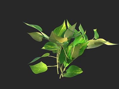 Lush Pothos Plant With Vibrant Green Leaves And Yellow Edges 3d model