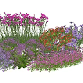 Vibrant Mixed Plant Combination With Pink Purple Red Flowers For Garden Decoration