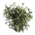 Lush Green Garden Shrubs With Dense Foliage And White Blossoms In Various Sizes