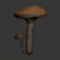 Orange Mushroom with Large Cap and Smaller Mushroom Growing on Gray Background