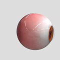 High Quality Ophthalmic Medical Device Artificial Eye Model for Surgical Training