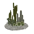 Various Types of Cactus Potted Plants with Decorative Stones and Green Foliage