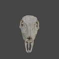 Animal Skull Detailed Skeletal Structure With Eye Socket And Teeth On Dark Background
