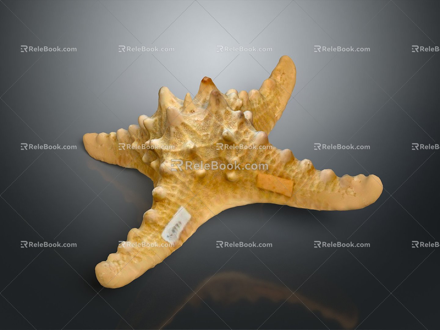 Starfish Red Starfish Bread Starfish Blue Starfish Sun Starfish Purple Starfish Granules Starfish Life Supplies 3d model