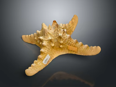 Decorative Yellow Starfish Ornament With Textured Surface As Household Decor Item 3d model