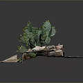 Green Cactus Plant With Small Buds Growing On Rocky Soil Surface