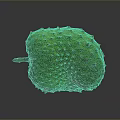 Fresh Green Spiky Tropical Fruit Ripe Exotic Soursop with Textured Skin