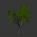 Isolated Tree With Thick Trunk Multiple Branches And Lush Green Leaves On White Background