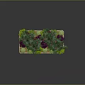 Tomato Plants With Red Fruits And Mixed Green Purple Foliage In Wooden Planter Box