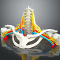 Human Limb Organ Anatomy Model Displaying Spine Nerves And Pelvis Bone Structure