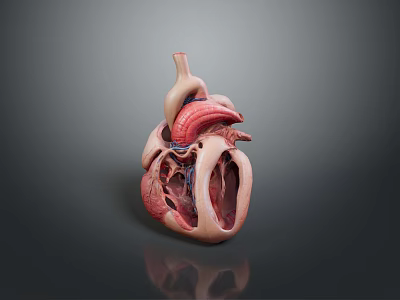3D Heart Anatomical Model Medical Device For Educational Training And Structure 3d model