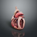 3D Heart Anatomical Model Medical Device For Educational Training And Structure 3d model