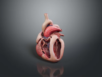 Heart Human Heart Anatomical Organs Human Organs Human Body 3d model