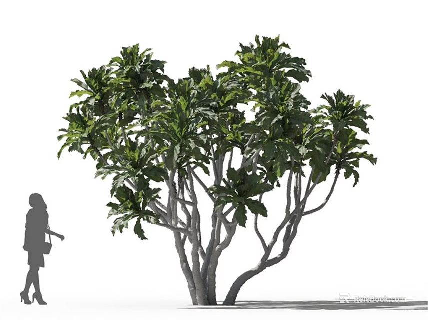 Arbor With Lush Foliage Multiple Trunks And Human Silhouette Size Reference 3d model 